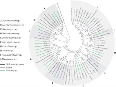 Isolation, Diversity, and Antimicrobial and Immunomodulatory Activities of Endophytic Actinobacteria From Tea Cultivars Zijuan and Yunkang-10 (Camellia sinensis var. assamica)